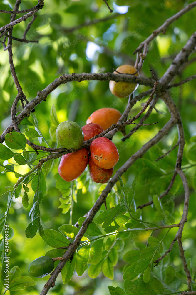 A typical tree of Central and South America. Spondias purpurea fruits is commonly known as jocote, Siriguela or Seriguela or Ciriguela or Ciruela (plum) and Purple mombin.  Gastronomy.