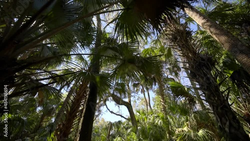 Highlands Hammock State Park Sebrin Florida nature trees on blue sky photo