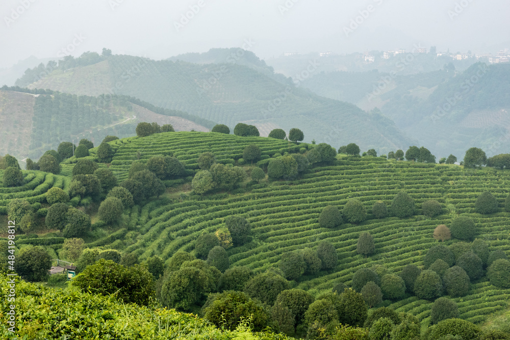 tea plantation outside guilin in china