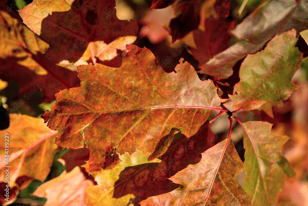 Bunt gefärbtes Laub an Bäumen im Herbst. Herbstlandschaft. Bunt gefärbtes Laub an Bäumen im Herbst. Herbstlandschaft.
