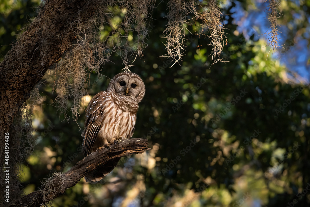 Obraz premium A barred owl in Florida 