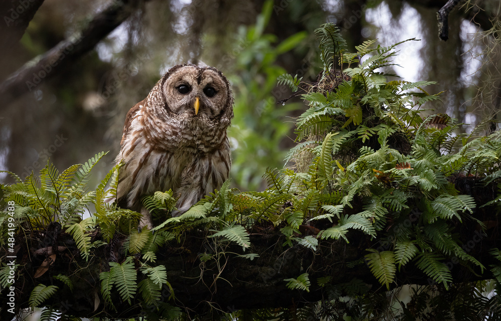 Obraz premium A barred owl in Florida