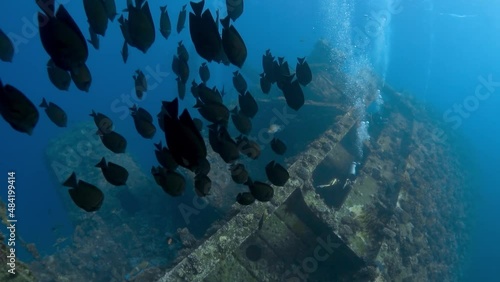 Large black fish swim in formation towards the Giannis D shipwreck in the Red Sea, Egypt. Several divers are on the ship. photo