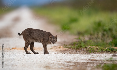 Photography A bobcat in Florida