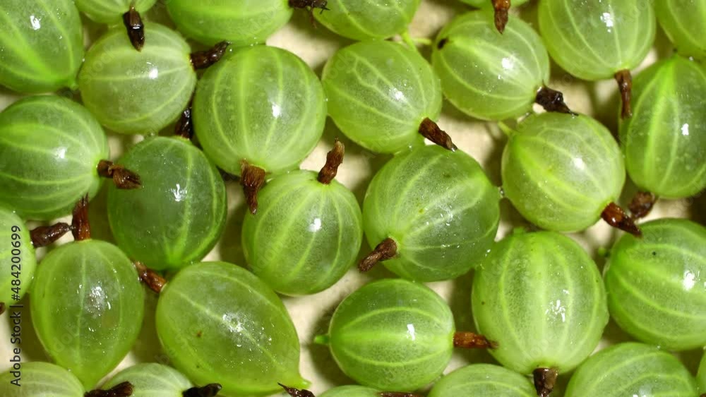 Fresh gooseberries rotation background. Close up. Loop motion Fresh gooseberries rotation background. Close up. Loop motion