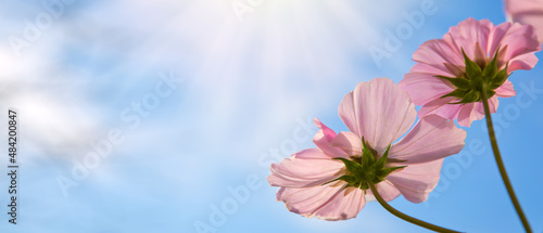 A closeup shot of pink Cosmos flower isolated on sky background.