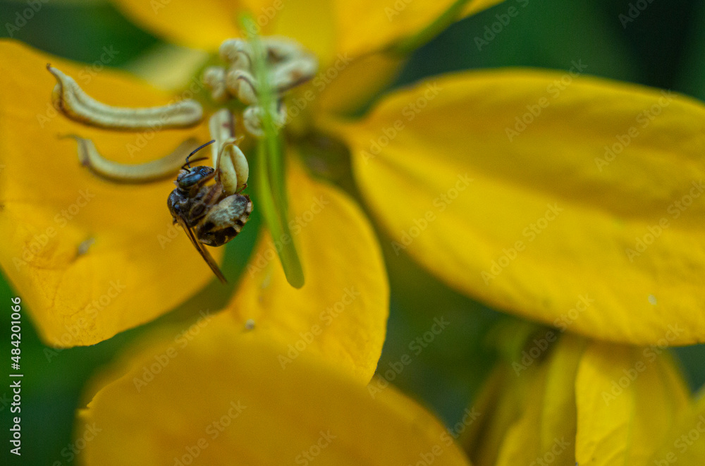 Fototapeta premium bee