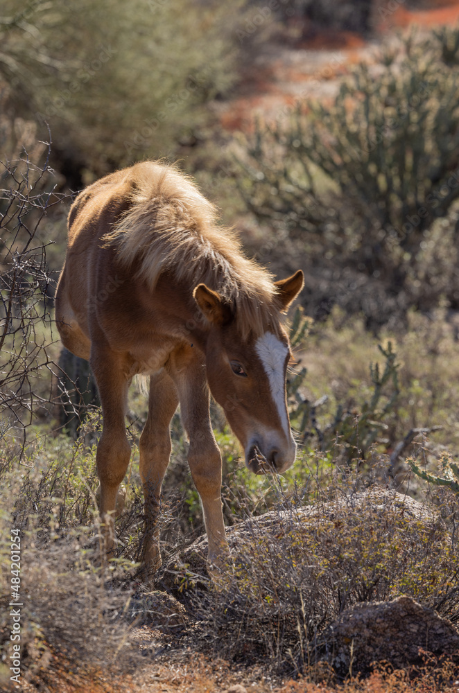 Cute Wild Horse Foal in the Arizona Desert Cute Wild Horse Foal in the Arizona Desert