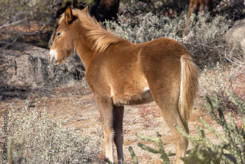 Cute Wild Horse Foal in the Arizona Desert