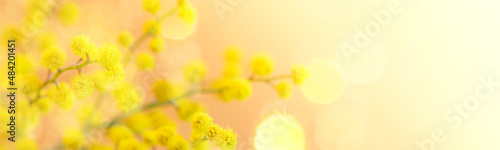 8 March, Easter banner with yellow mimosa branch close up on coral backdrop with bokeh. Copy space.