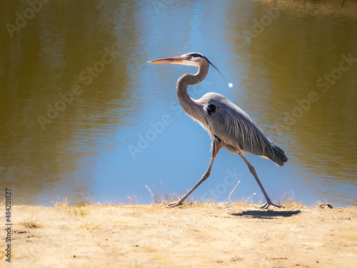 Foto A Great Blue Heron walking on the shore of a lake