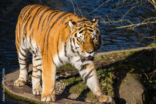 Beautiful tiger  panthera tigris in the zoo in Munich  Germany