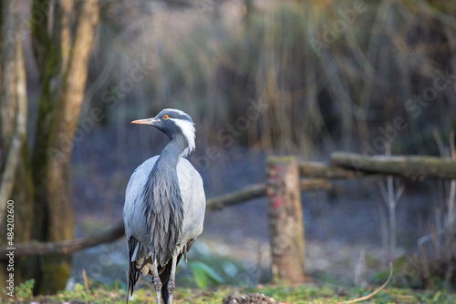 Beautiful bird in nature, grey heron © Enrico Buss