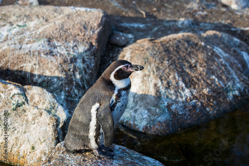 Penguin standing on a rock © Enrico Buss