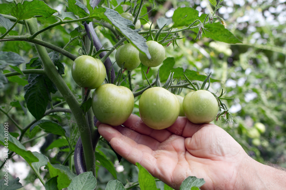 A farmer inspects a crop of tomatoes on the farm. The first tomatoes. The disease of horticultural crops. Agronomical agro-business job concept.