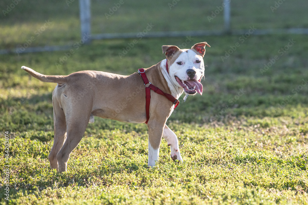 A young Pitbull walking at the dog park smiling