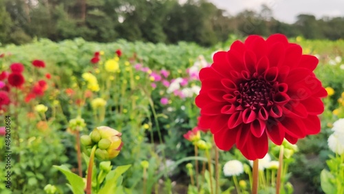 Bienen und Blumen im Sommer