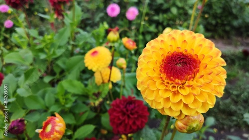 Bienen und Blumen im Sommer