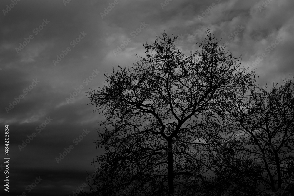 dead tree branches in dark and cloudy sky during a gloomy winter day dead tree branches in dark and cloudy sky during a gloomy winter day