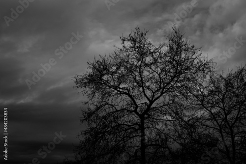 dead tree branches in dark and cloudy sky during a gloomy winter day