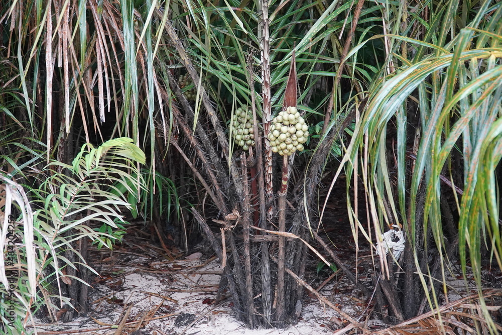 Unripe Tucumã fruits (astrocaryum aculeatum) growing on a spiny palm. The fruit has an oily pulp, is consumed in the Amazon region of Brazil and is very healthy. Unripe Tucumã fruits (astrocaryum aculeatum) growing on a spiny palm. The fruit has an oily pulp, is consumed in the Amazon region of Brazil and is very healthy.