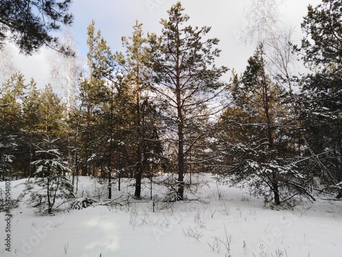 trees in snow © Александр Хоминский