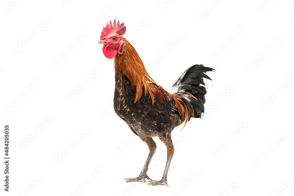 rooster walking isolated on white, studio shot,chicken.