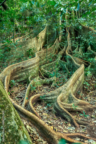 Fototapete Massive tree roots on the surface of Fig Tree in tropical jungle forest, Rincon
