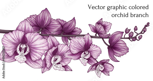 Vector illustration graphic color branch of pink orchid flowers