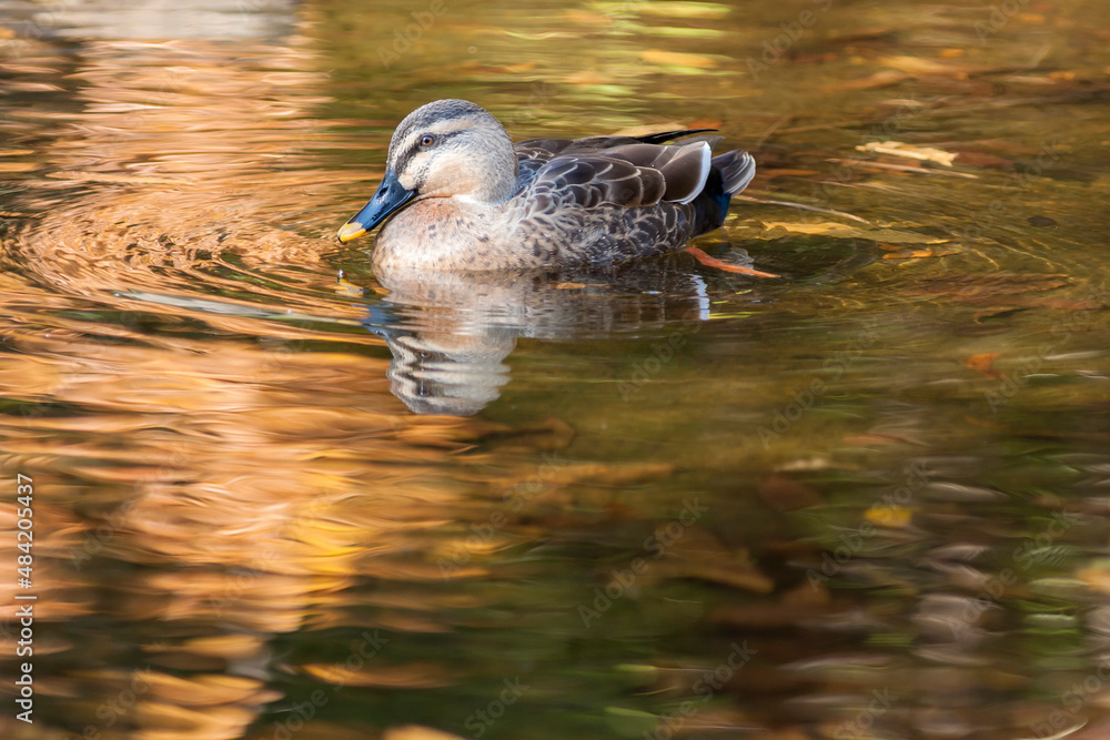Fototapeta premium カモ 鴨 紅葉で黄金色の湖面に浮かぶカモ