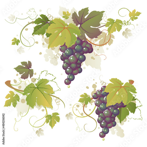 Vector bunch of ripe blue grapes hanging with branches and green grape leaves isolated on white background