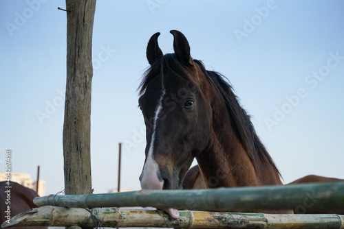 Portrait of Indian horse breed photo