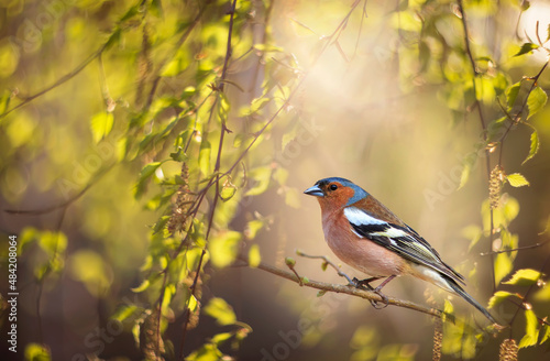 spring portrait songbird finch sitting on birch branches in a sunny park