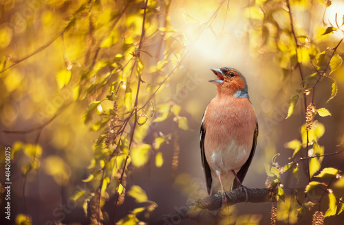 spring portrait songbird finch sings on birch branches in a sunny park