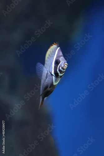 Red-tailed butterflyfish (Chaetodon collare), also known as the Pakistani butterflyfish. Fish in aquarium underwater. Blur. photo