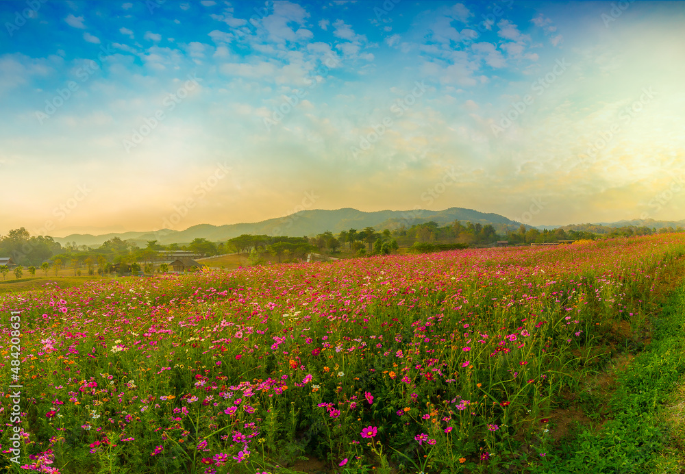 Beautiful and amazing of cosmos flower field landscape in sunset. nature wallpaper background. stock