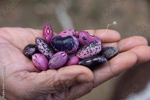 Scarlet Runner Beans are one of the oldest runner beans in existence. Used for ornamental purposes or as a vegetable photo