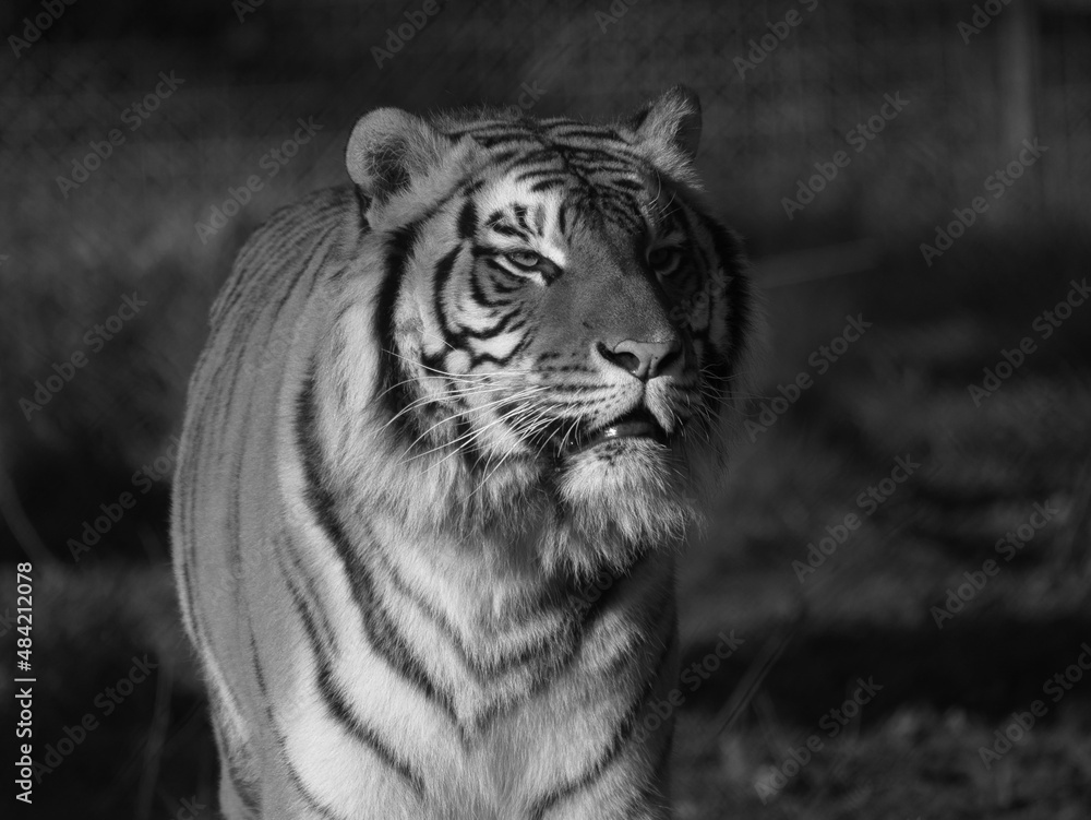 Obraz premium Tigre
