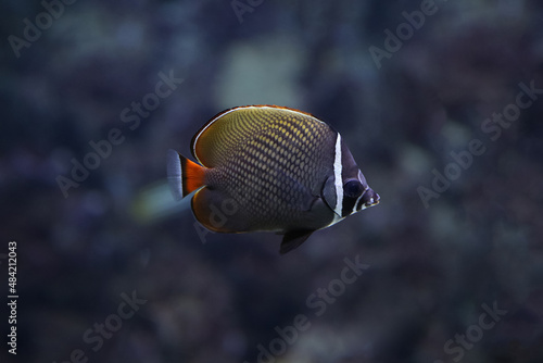 Fotografija Red-tailed butterflyfish (Chaetodon collare), also known as the Pakistani butterflyfish