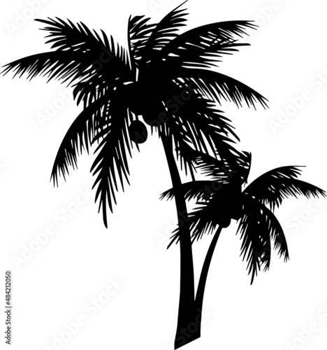 Coconut Tree Silhouettes Coconut Tree SVG EPS PNG