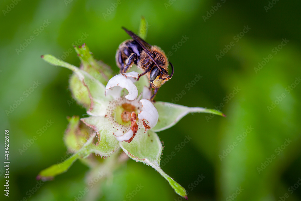 The bee sleeps on a wild flower. Close-up. The bee sleeps on a wild flower. Close-up.