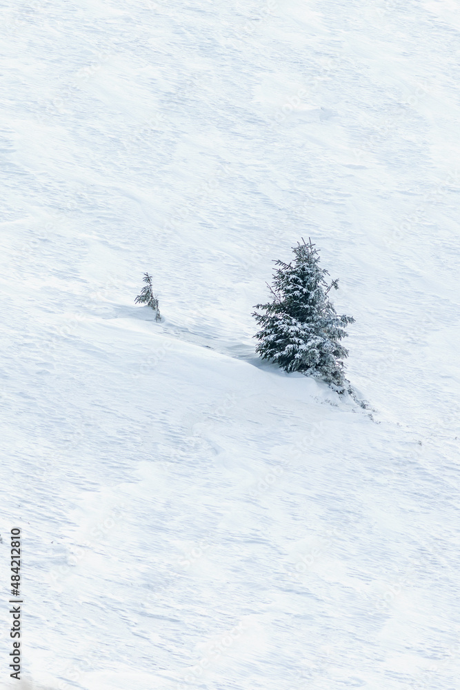 Frozen trees on the slope of a snowy mountain