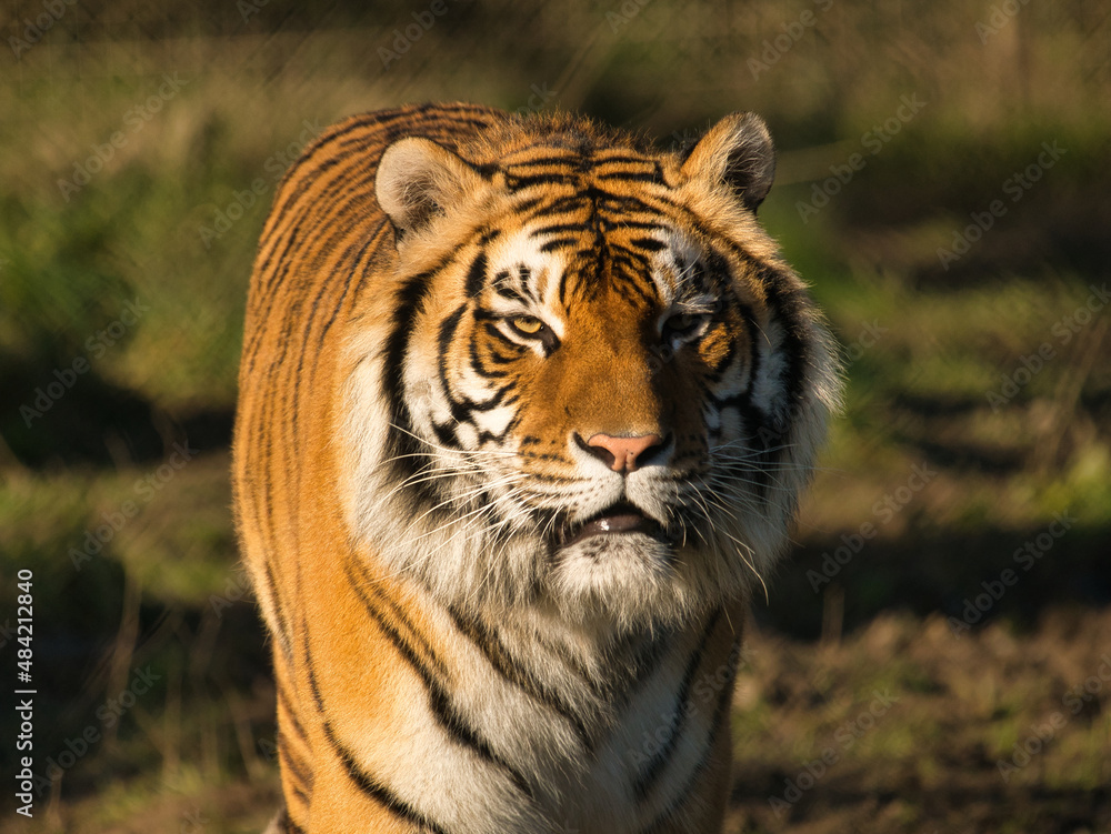 Fototapeta premium Tigre