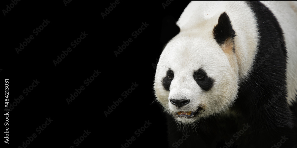Template of panda black background Template of panda black background