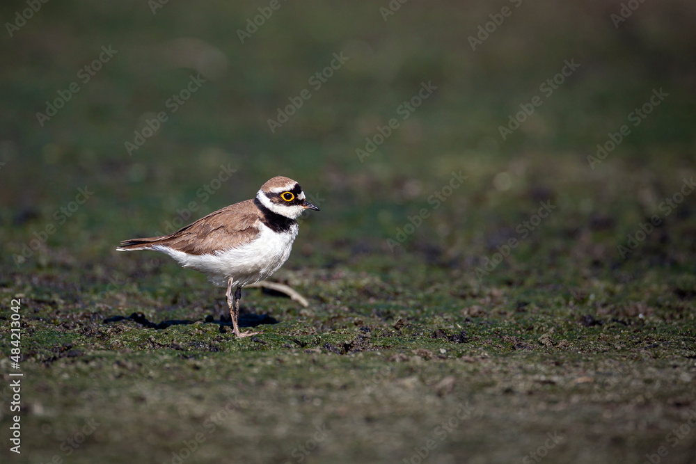 The little ringed plover (Charadrius dubius) is a small plover. The little ringed plover (Charadrius dubius) is a small plover.