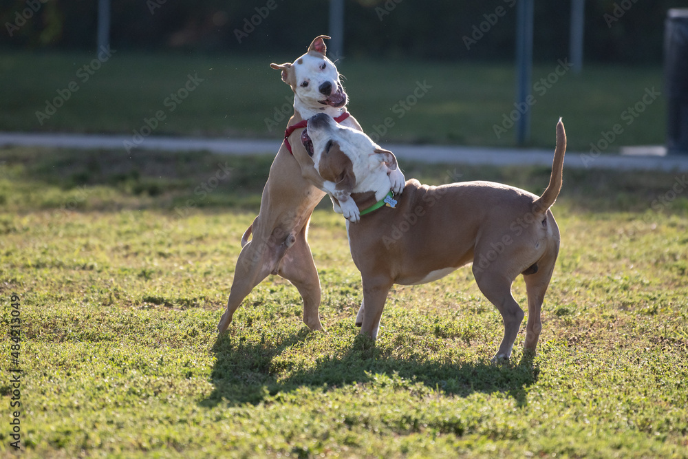 Two Pitbull mix terriers playing at the dog park