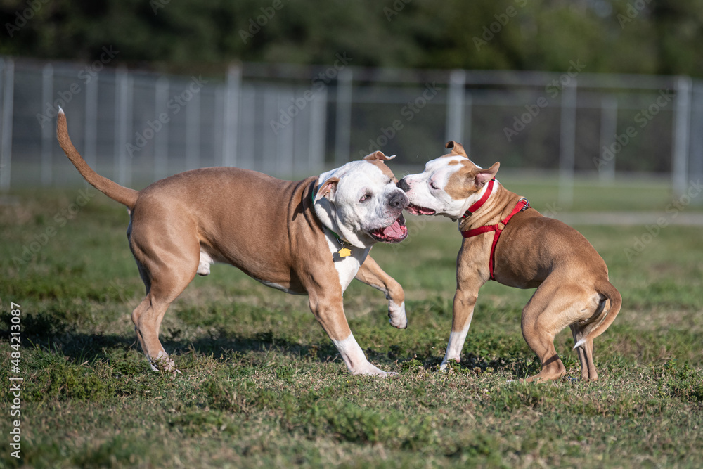 Two Pitbull mix terriers playing at the dog park