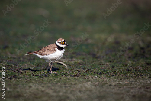 The little ringed plover (Charadrius dubius) is a small plover.