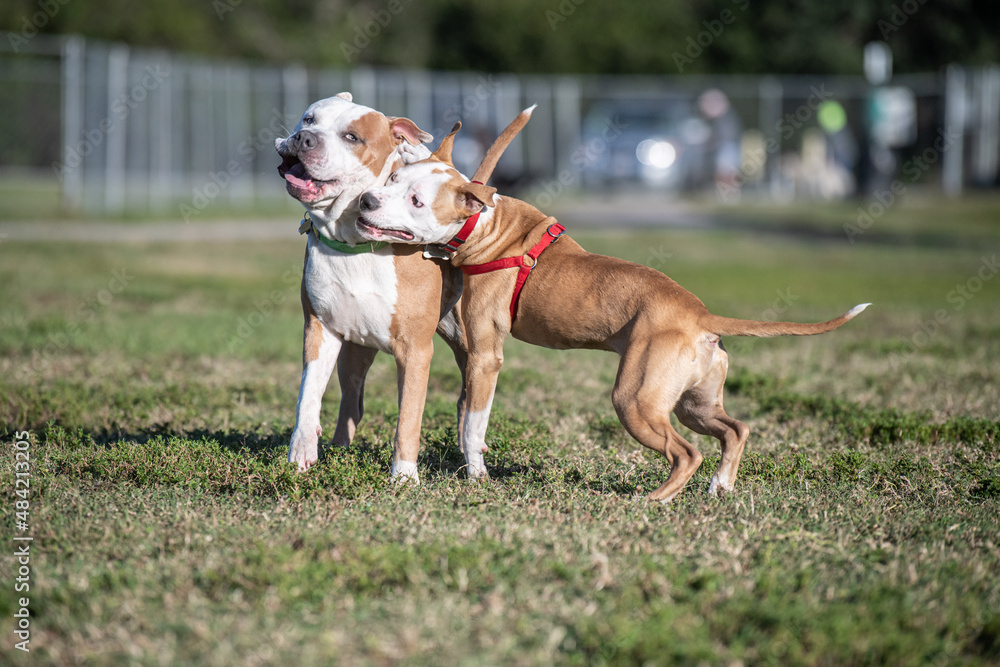 Two Pitbull mix terriers playing at the dog park
