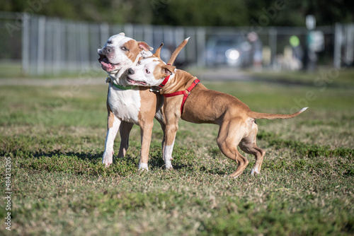 Obraz na płótnie Two Pitbull mix terriers playing at the dog park w salonie